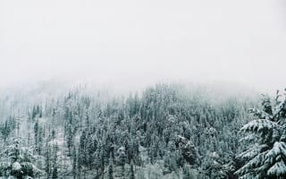 Картинка зима, лес, снег, природа, туман, пейзаж, горизонт