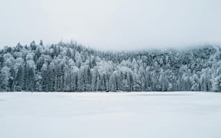 Картинка зима, снег, лес, природа, пейзаж, мгла, холод