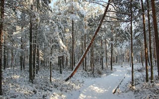 Картинка лес, зима, снег, природа, пейзаж, деревья, путь