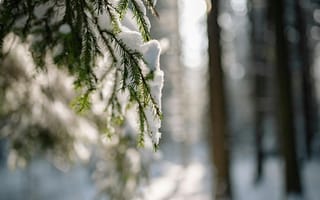 Картинка зима, лес, снег, природа, елка, пейзаж, свет