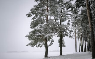 Картинка зима, снег, деревья, пейзаж, природа, лес, холод