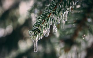 Картинка ель, лед, зима, природа, ветка, крупный план, кристаллы