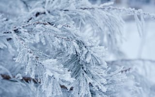 Картинка зима, снег, елка, мороз, природа, лед, холод