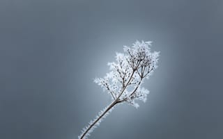 Картинка зима, лед, природа, ветка, мороз, фотография, пейзаж