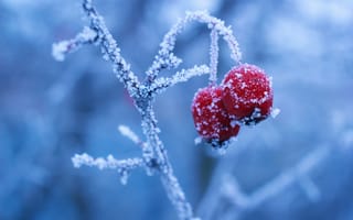 Картинка ягоды, зима, мороз, природа, красный, лед, фотография