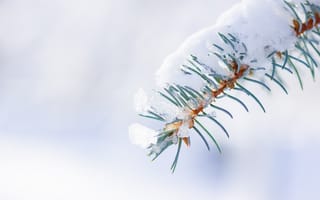 Картинка зима, снег, ель, природа, холод, ветка, лед, пейзаж