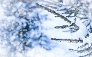 Картинка зима, снег, елка, природа, холод, пейзаж, фоновое изображение