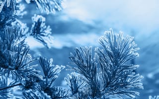 Картинка зима, сосна, лед, природа, холод, синий, фон