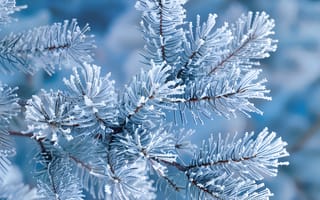 Картинка зима, снег, ель, мороз, природа, лед, холод