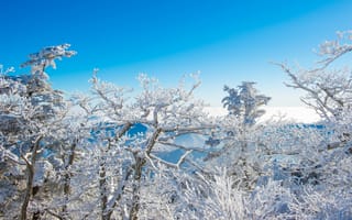 Картинка зима, снег, природа, лес, горизонт, небо, холод