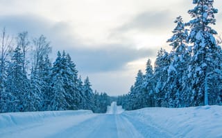 Картинка зима, снег, лес, дорога, пейзаж, природа, холод