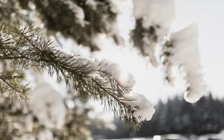 Картинка зима, снег, елка, природа, пейзаж, свет, ветка