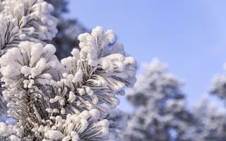 Картинка зима, снег, природа, елка, мороз, пейзаж, холод