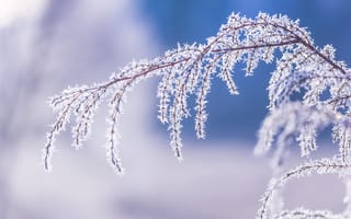 Картинка зима, мороз, ветка, лед, природа, красота, фотография