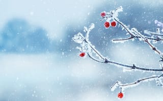 Картинка зима, снег, ягоды, природа, холод, пейзаж, ветка