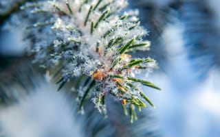 Картинка зима, снег, елка, природа, холод, ветка, красота