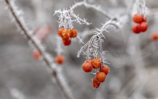 Картинка ягоды, зима, мороз, природа, красный, ветка, лед, фотография, пейзаж, крупный план