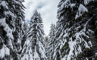 Картинка зима, снег, лес, елки, природа, пейзаж, холод