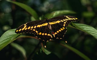 Картинка бабочка, природа, растения, черный, желтый, крылья, фото