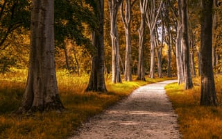 Картинка лес, пейзаж, осень, деревья, путь, природа, мир