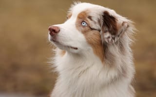 Картинка собака, австралийская овчарка, питомец, животное, глаза, шерсть, портрет