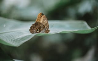 Картинка бабочка, листья, природа, макро, фото, зелень, красота