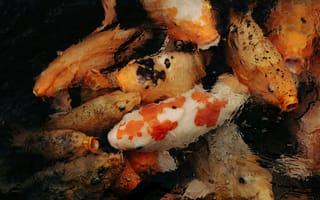 Картинка карпы, рыбы, водоем, природа, водная жизнь, цветные, плавание, аквариум, спокойствие