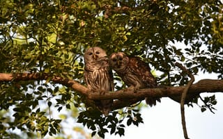 Картинка совы, природа, дерево, животные, птицы, лес, фото