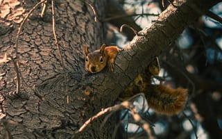 Картинка белка, дерево, природа, животные, лес, фотография, пейзаж