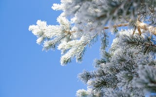 Картинка зима, снег, елка, небо, природа, мороз, пейзаж