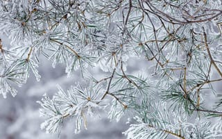 Картинка зима, снег, елка, природа, лед, холод, пейзаж