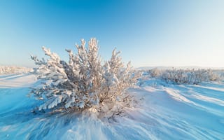 Картинка зима, снег, пейзаж, природа, холод, деревья, небо