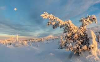 Картинка зима, снег, лес, природа, луна, пейзаж, холод