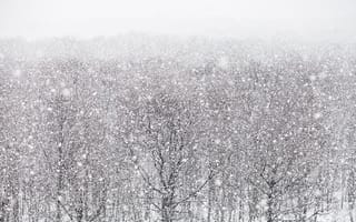 Картинка снег, зима, лес, природа, пейзаж, холод, мгла