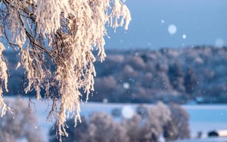 Картинка зима, снег, природа, пейзаж, дерево, холод, мир