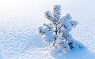 Картинка зима, снег, елка, природа, пейзаж, холод, снежный