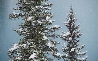 Картинка зима, снег, деревья, природа, пейзаж, холод, лес