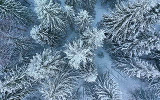 Картинка зима, лес, снег, природа, деревья, пейзаж, холод