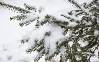 Картинка снег, ель, зима, природа, холод, лес, пейзаж