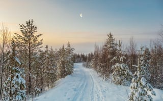 Картинка зима, снег, лес, пейзаж, луна, дорога, природа, холод, утро, мир