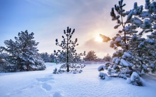 Картинка зима, снег, лес, деревья, пейзаж, солнце, природа, холод, пейзаж зимний, снежный