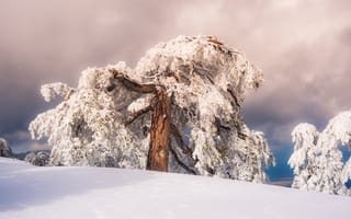Картинка зима, снег, дерево, пейзаж, природа, холод, горы