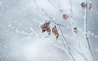 Картинка зима, снег, ветка, листья, природа, холод, пейзаж