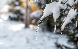 Картинка зима, снег, елка, лед, природа, пейзаж, холод