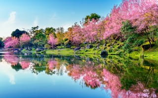 Картинка природа, пейзаж, вода, цветы, весна, деревья, отражение