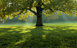 Картинка дерево, природа, пейзаж, зелень, свет, тень, освещение, лето, парк, спокойствие