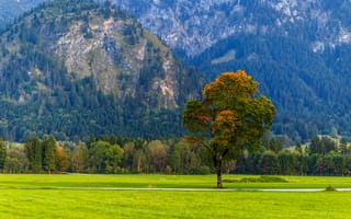 Картинка природа, пейзаж, дерево, горы, осень, зелень, небо