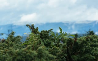 Картинка природа, пейзаж, горы, растения, небо, зелень, обои