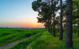 Картинка закат, природа, деревья, пейзаж, трава, путь, небо, птицы, лето, солнце