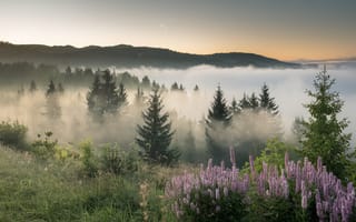 Картинка лес, туман, природа, цветы, горы, пейзаж, утро
